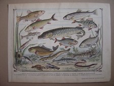 Grande image épinal entoilée POISSONS Tanche Truite Perche Brochet Gardon Carpe