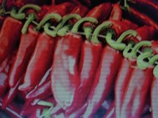 30 graines de piment GORRIA