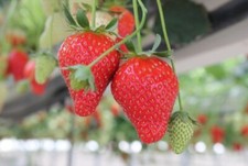 50+ Graines Fraise Dream
