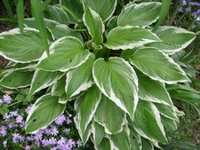 Hosta  pnachée blanc/ vert 