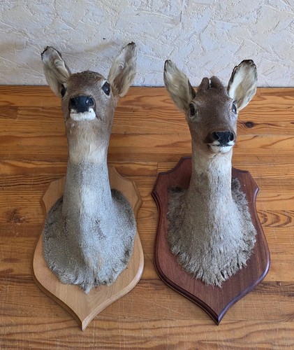 Taxidermie tetes de - taxidermie,
