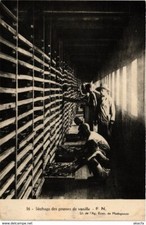 Old postcard AK drying vanilla pods MADAGASCAR (819025)