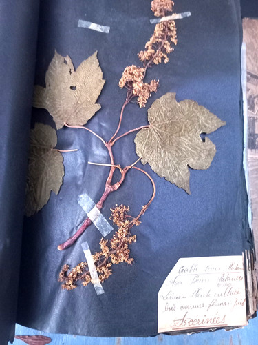 Exceptionnel herbier xixe 407 - exceptionnel,