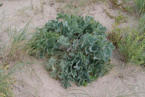 Graines crambe maritime - crambe,