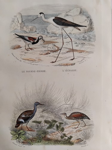Echasse rale tourne pierre - tourne,