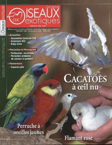Oiseaux exotiques 416 - oiseaux,