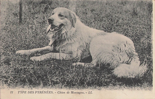 Types des pyrenees - cp,