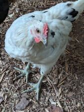 6+ “Zombie” Ayam Cemani Hybrid Fertile Hatching Eggs.