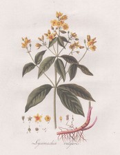 Fleur De Lys De Gilbweiderich Botanique Estampe En Cuivre Flora Batava Kops