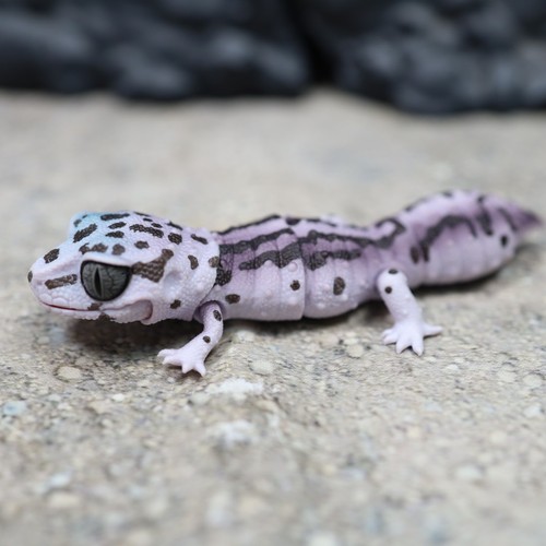 Figurine couleur bande - , chauve