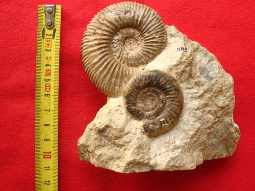 Ammonite bajocien - bajocien,