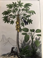 Singe Perroquet Palmiers Asie