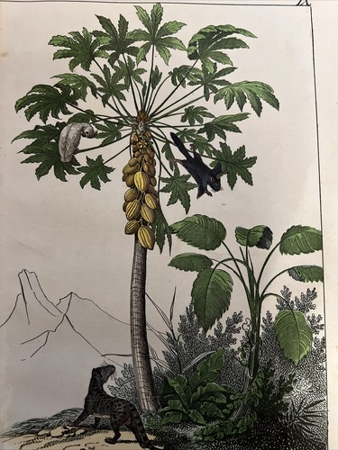 Singe Perroquet Palmiers Asie
