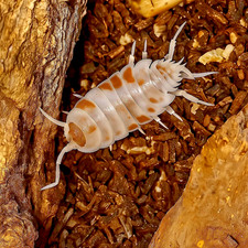Porcellionides pruinosus 'Orange Koï' ×10 - Isopode Cloporte Terrarium Bioactif