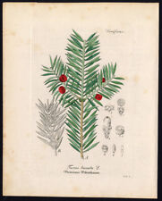 Rare Antique Botanical Print-TAXUS BACCATA-ENGLISH YEW-Artus-Kirchner-1848