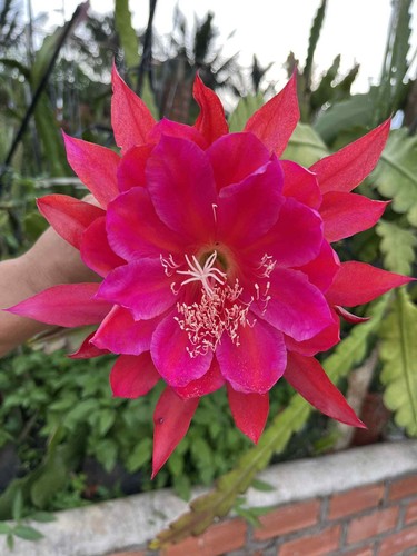 Bouture epiphyllum 301 - 🌺,
