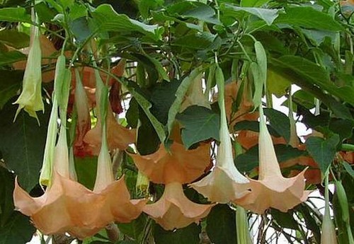 Brugmansia versicolor datura - versicolor,