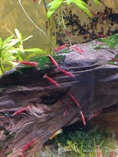 Crevettes Neocaridina Red Fire