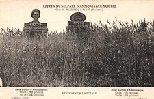 Old postcard 29 - Saint-Yvi (Finistère) - Effects of Ammonia Sulfate on Wheat