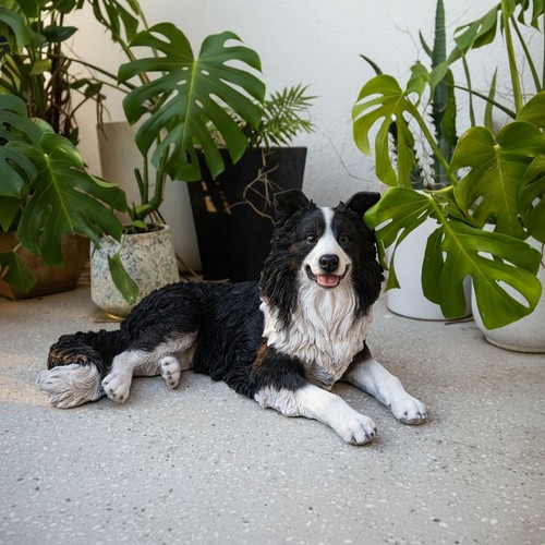 Dog lying border collie garden - dog-lying,