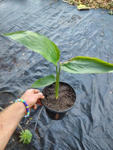 Arrow root one gallon - one, free