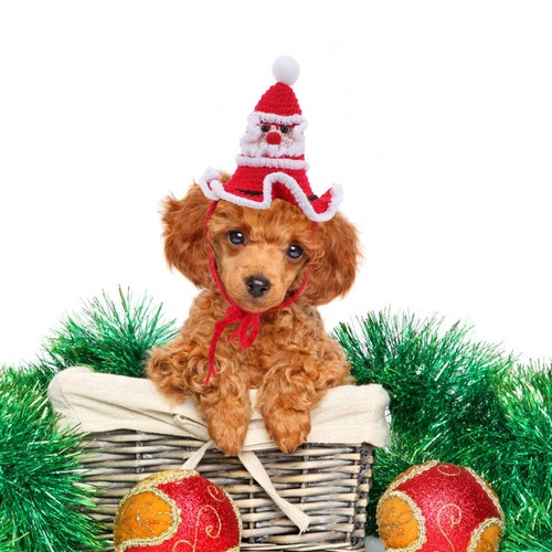 Deguisement chien costume - deguisement,