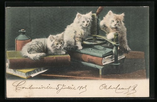 Carte postale chatons grimpant