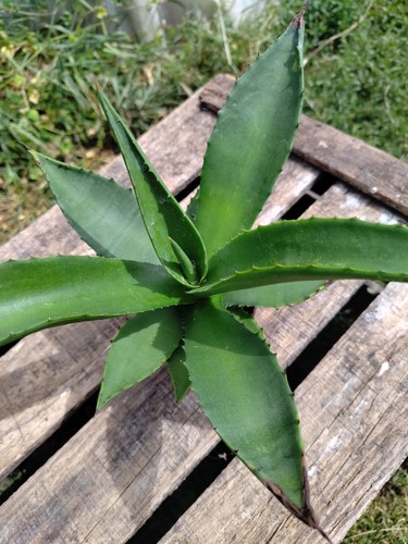 Agave pilon rare big - sp,