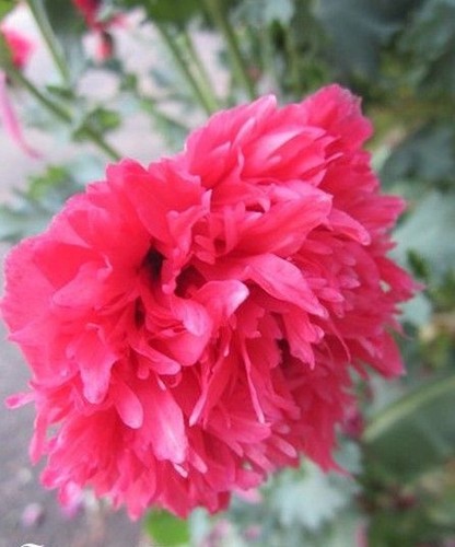 Pavot fleur de pivoine - ♫,