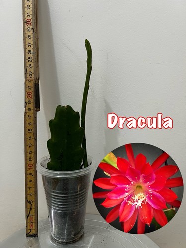 Rare epiphyllum - 🌿, rare🌵