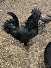 6 Pure Bred Ayam Cemani + 6 Easter Egger Hatching Eggs (light Blue)