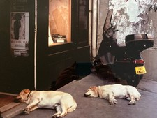 Original Beautiful Photo Signed Dog Art To Identify 1990 Perego Labrador Italy