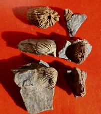 CORAUX DÉVONIENS DU