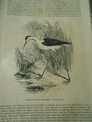 Echasse gravure print 1858 - l'echasse,