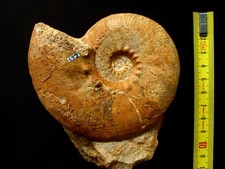 Ammonite du Callovien : Kosmoceras jason (Orbigny, 1847)