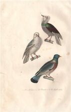 COLUMBIDAE. Nonain; Ramier (Common Wood Pigeon); Grosse gorge. BUFFON 1837
