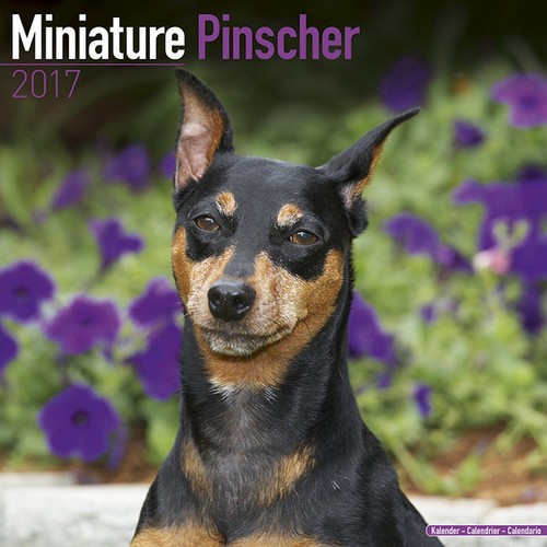 Calendrier 2017 pinscher - calendrier,