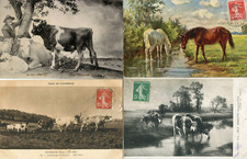 LOT 4 Animal Cards Horse Cow Sheep Aries Illustrations