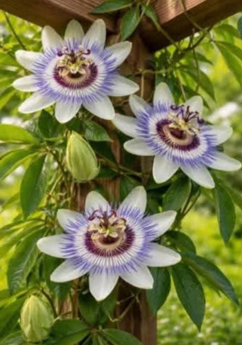 Passiflore passiflora plante - passiflore,