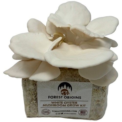 White oyster mushroom - white,