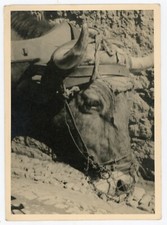 PHOTO photographie, une vache