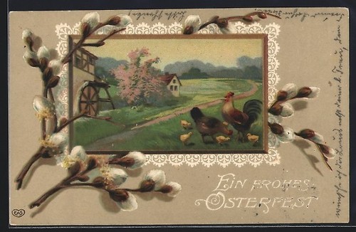 Carte postale relief coq - relief, et