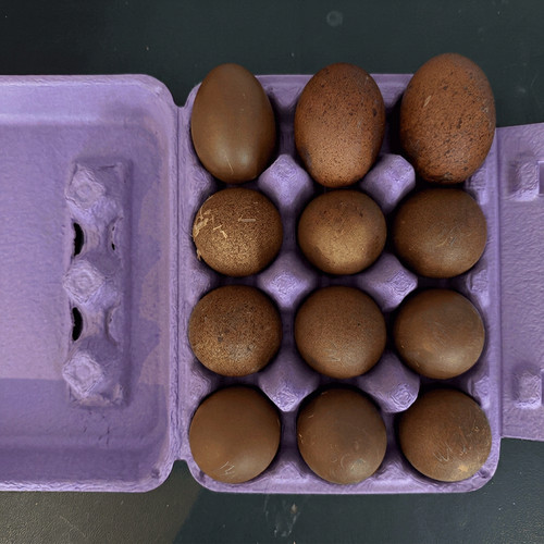 Black copper marans - copper,