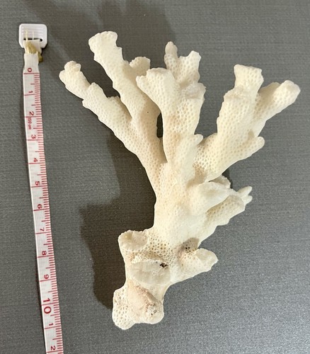 Corail blanc fossile - fossile, ancien