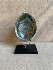 Coquillage Haliotide verte sur