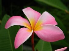 3 graines FRANGIPANIER ROSE