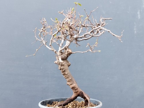 Bonsaï carpin blanc 20 - carpin,