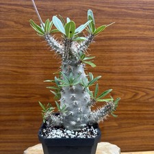 Pachypodium Cactipes  * RARE