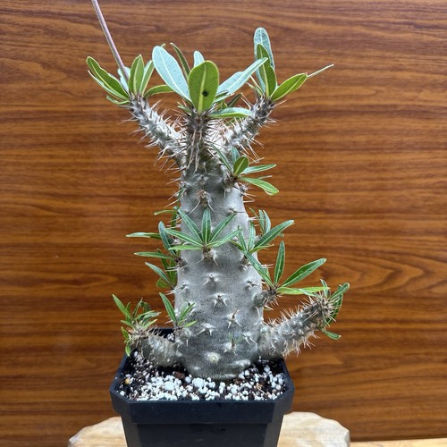 Pachypodium cactipes rare - cactipes, *