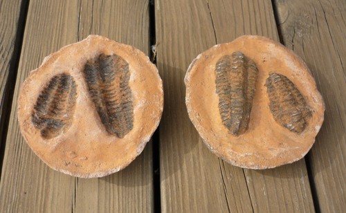 Trilobites fossilisés - , du